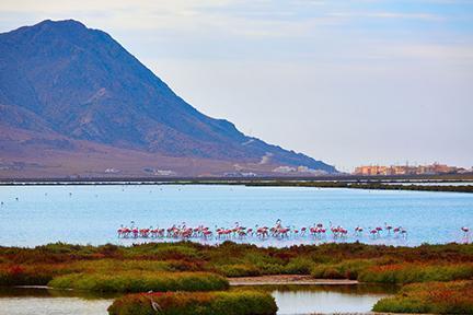 Vista de las salinas del Cabo de Gata llenas de flamencos