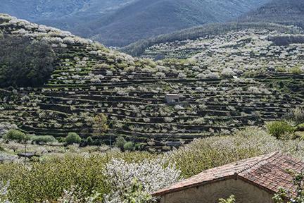Cerezos floridos en el Valle del Jerte, maravilla natural de Cáceres