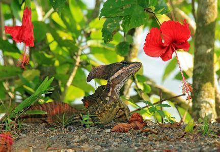 Fauna y flora en la bahía de Drake