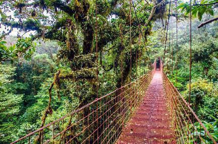 Puente sobre la selva en Costa Rica