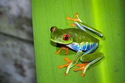 Parque Nacional Tortuguero