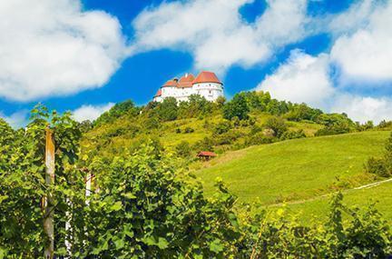 Viñedo junto al castillo Veliki Tabor en la región de Zagorje