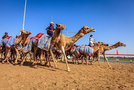 Carrera de camellos en el desierto de Dubai.