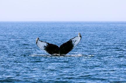 Vista de ballena sumergiéndose en Provincetown