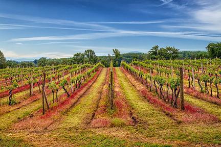 Viñedos en Tokaj, origen de los mejores vinos de Eslovaquia