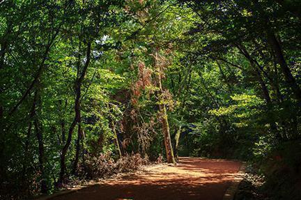 Paseo en el cercano Bosque de Belgrado