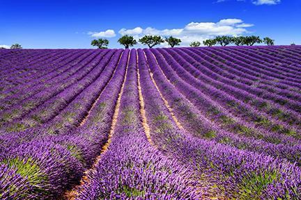 Colorido campo de lavanda en la Provenza