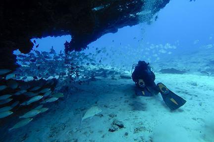 Submarinista disfrutando de la fauna marina en El Hierro