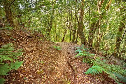 Bosque de laurisilva del Parque Nacional de Garajonay en al isla de La Gomera