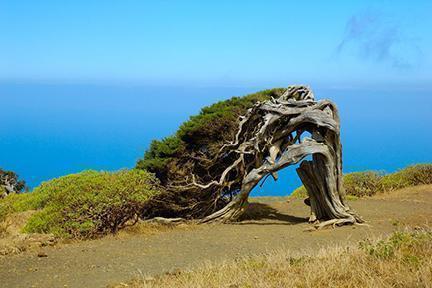 Juniperus phoenicea en la isla de El Hierro