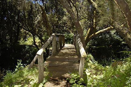 Puente de madera en una ruta senderista en la isla de El Hierro