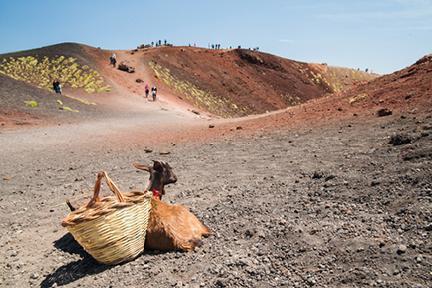 Cabra tumbada en el terreno volcánico del Etna