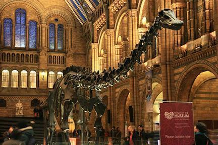 Esqueleto de dinosaurio expuesto en el Museo de Historia Natural de Londres