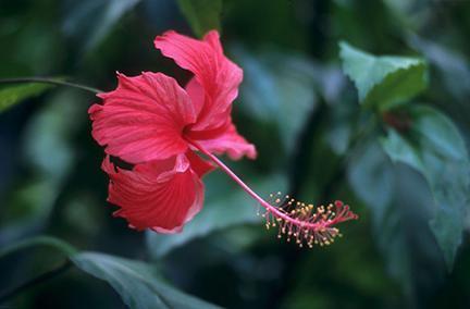 Hermosa flor roja del hibisco