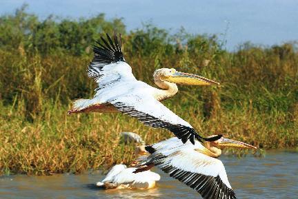 Djoudj, Parque Nacional, Senegal