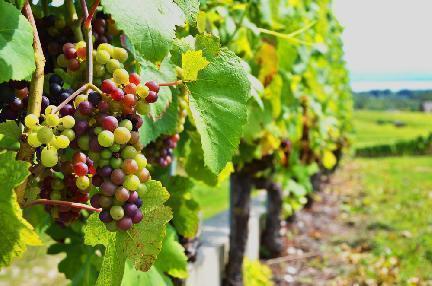 Viñedos de Neuchatel, Suiza