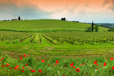 Precioso y característico paisaje toscano de pequeñas colinas verdes