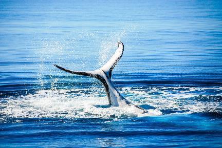 Ballena jporobada, Hervey Bay, Australia