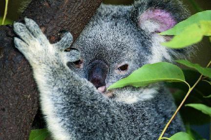 Koala en Kangaroo Island Australia