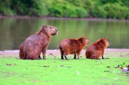 El Pantanal, capibaras, Brasil