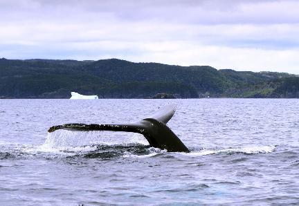 Una ballena en Tadoussac