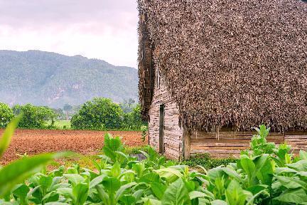 Plantacion de tabaco con casa, Cuba