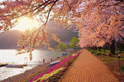 Precioso atardecer durante la floración del cerezo en Japón