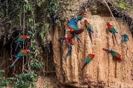 Reserva de Pacaya Samiria, selva del Amazonas, preciosos guacamayos.