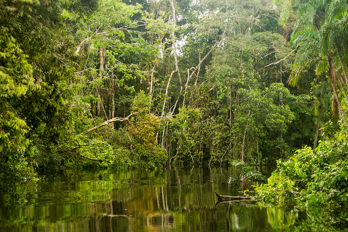 Selva del Amazonas, Perú.