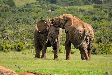 Addo Elephant Park, elefantes, Sudáfrica