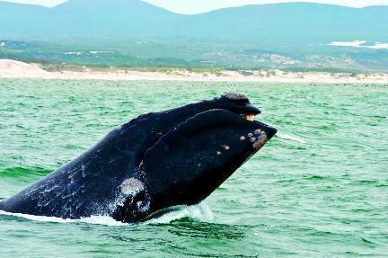 ballena, Sudáfrica