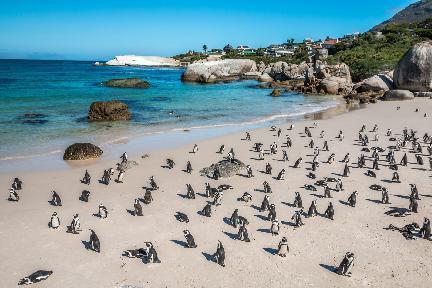 Pingüinos, Cape Town, South Africa, Sudáfrica