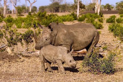 rinocerontes, Sudáfrica