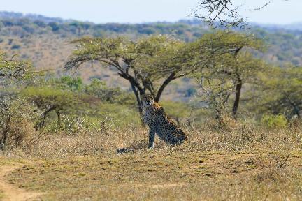 Hluhluwe Imfolozi Park, tigre, Sudáfrica