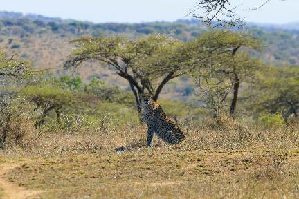 Hluhluwe Imfolozi Park, tigre, Sudáfrica