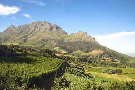 Viñedos, Cabo Franschhoek, Sudafrica