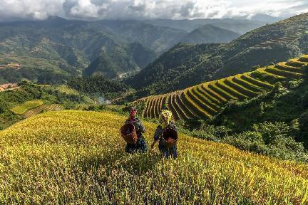 Campos de arroz, Vietnam