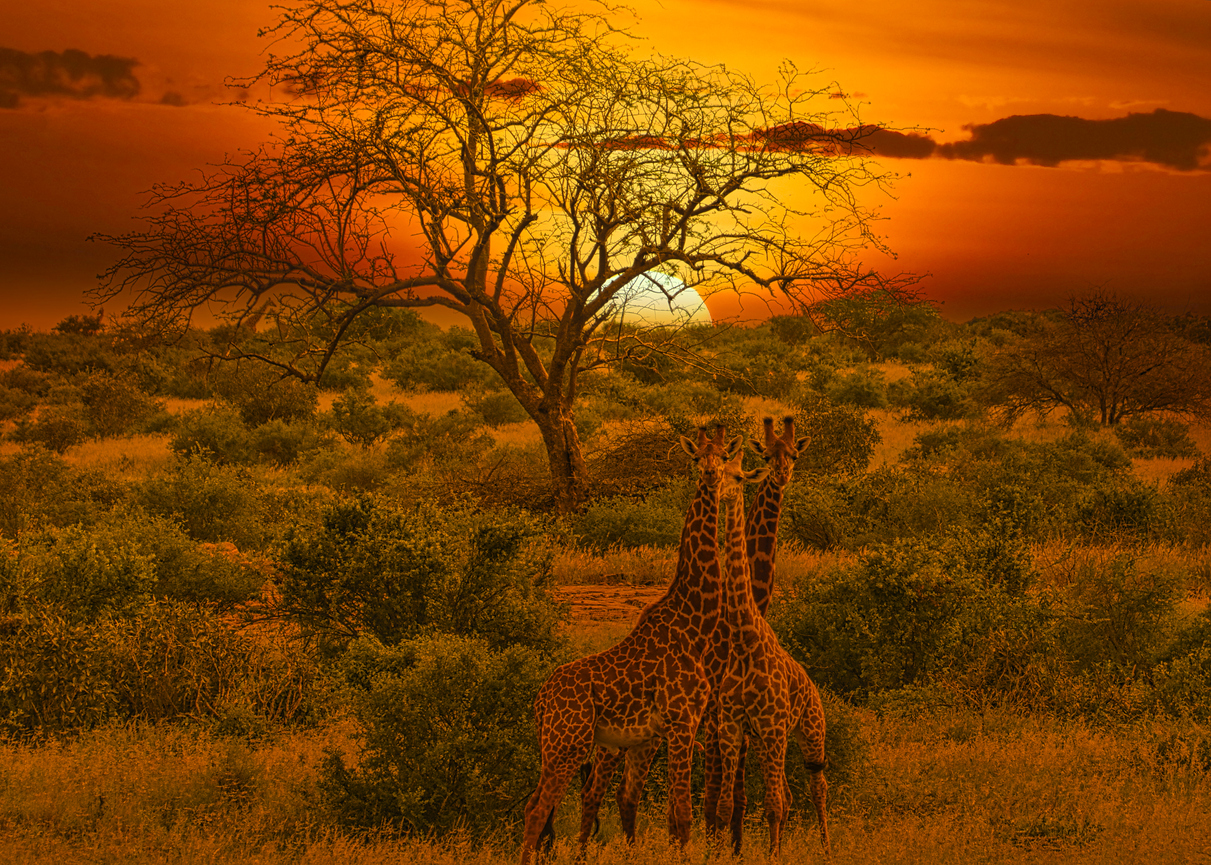 Jirafas en el Serengueti