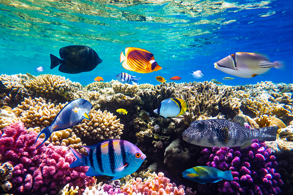 Arrecife y peces en el mar Rojo