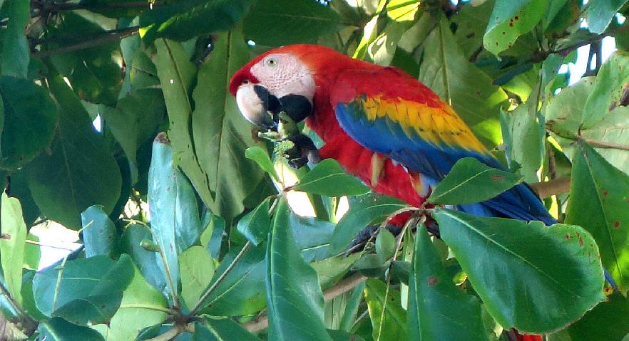Papagayos en la selva del Dairen, Panamá