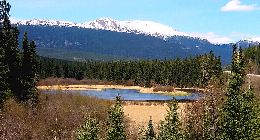 Escena de un lago en el bosque