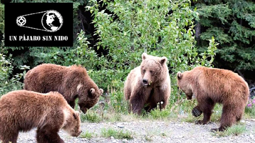 Americleta. El paraíso de los osos