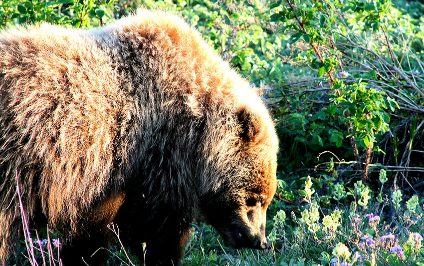 Joven ejemplar de oso Grizzlie