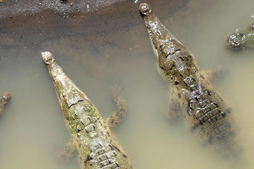 cocodrilos desde el puente sobre el río Tarcoles