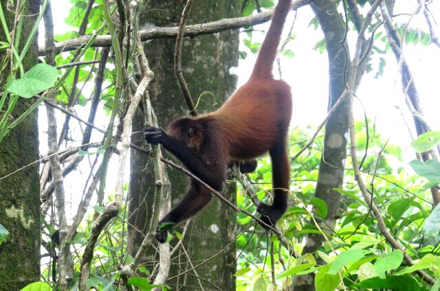 Mono aullador en el Parque Nacional de Corcovado