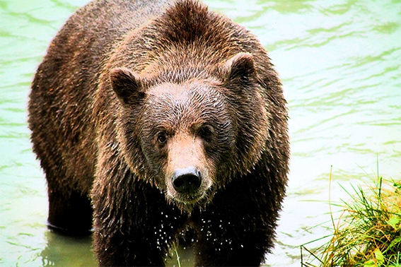 Oso grizzilie en Alaska