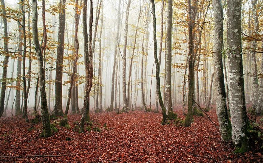 Descubre el sonido de los bosques de España con Carlos de Hita