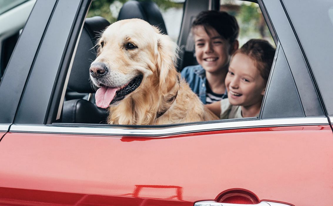 ¿Qué debes saber antes de viajar con tu mascota en verano?