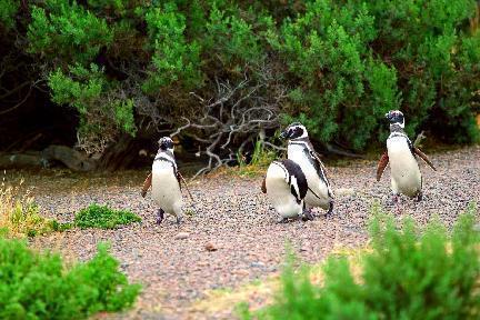 Pinguinos de Magallanes, Punta Tombo, Argentina