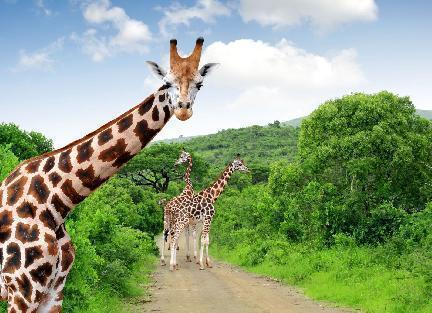 Girafas, Parque Nacional Kruger, Sudáfrica